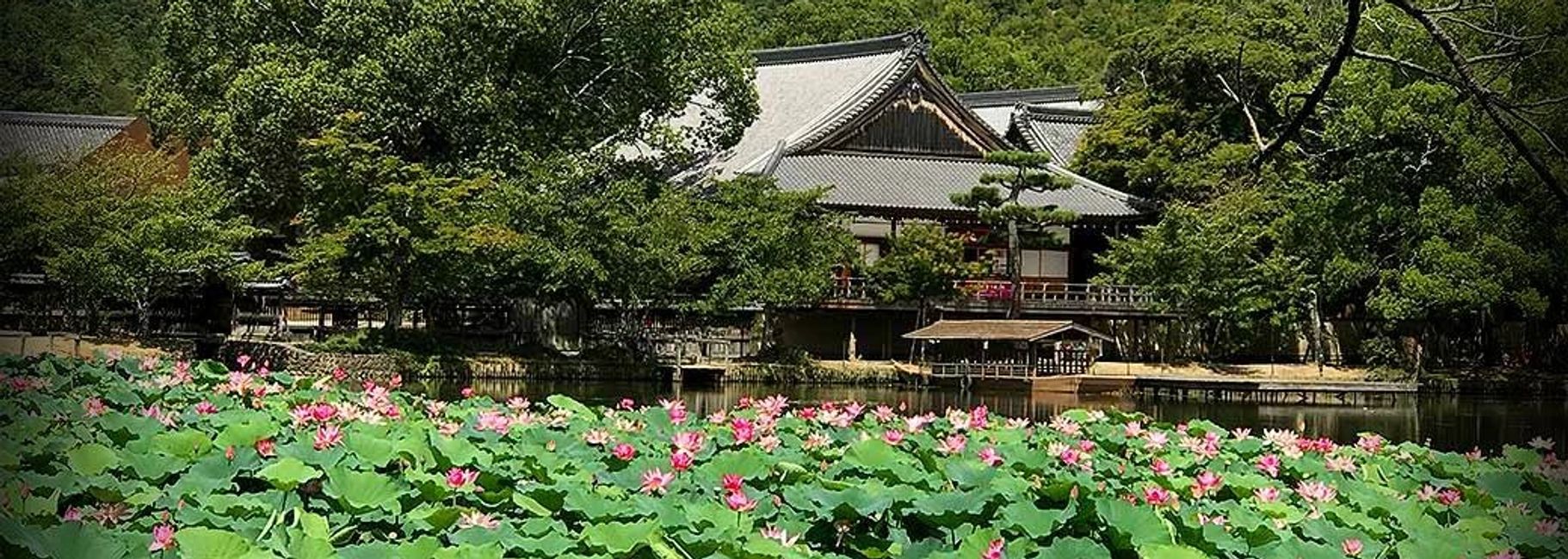 Daikakuji Temple & Lotus Floral Display of Osawa Pond; See: https://www.daikakuji.or.jp/english/