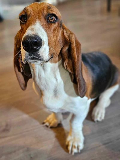 Basset hound dog