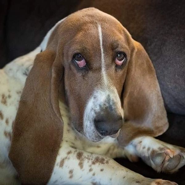 Basset hound dog
