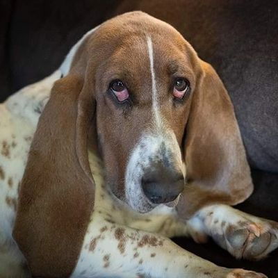 basset hound dog