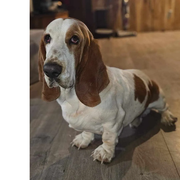 Basset hound dog