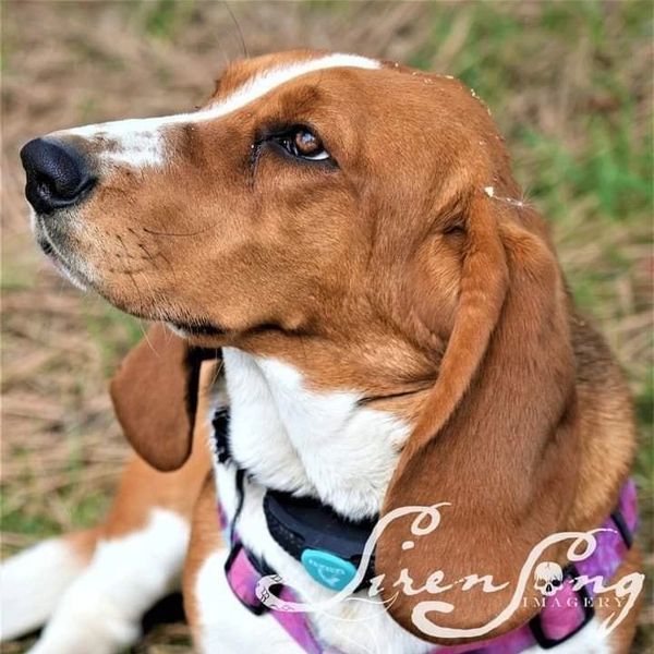 Basset hound dog