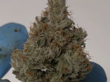 GG 4. Chef Grown New England clown cut