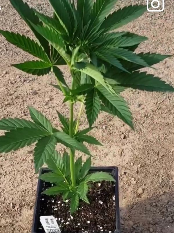New Englands clones Collaboration
Females Seed starter