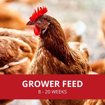 Chicken grower feed is suited for chickens who are 8 - 20 weeks. Available in an organic crumble.