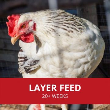 Chicken layer feed is suited for chickens who are over 20 weeks old. Organic Chicken Feed Options.