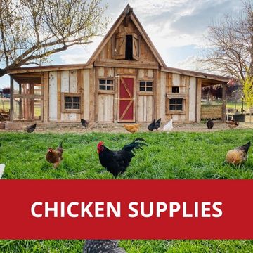Chicken Supplies to go with our organic chicken feed and premium chicken feed.