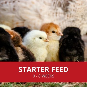 Chicken starter feed is suited for chicks 0-8 weeks. Available in organic crumble and more!