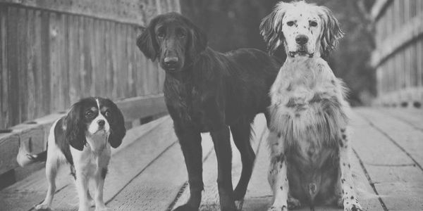The Pet Stuff Dogs who enjoy all the dog treats, and bison bones that Pet Stuff has to offer.