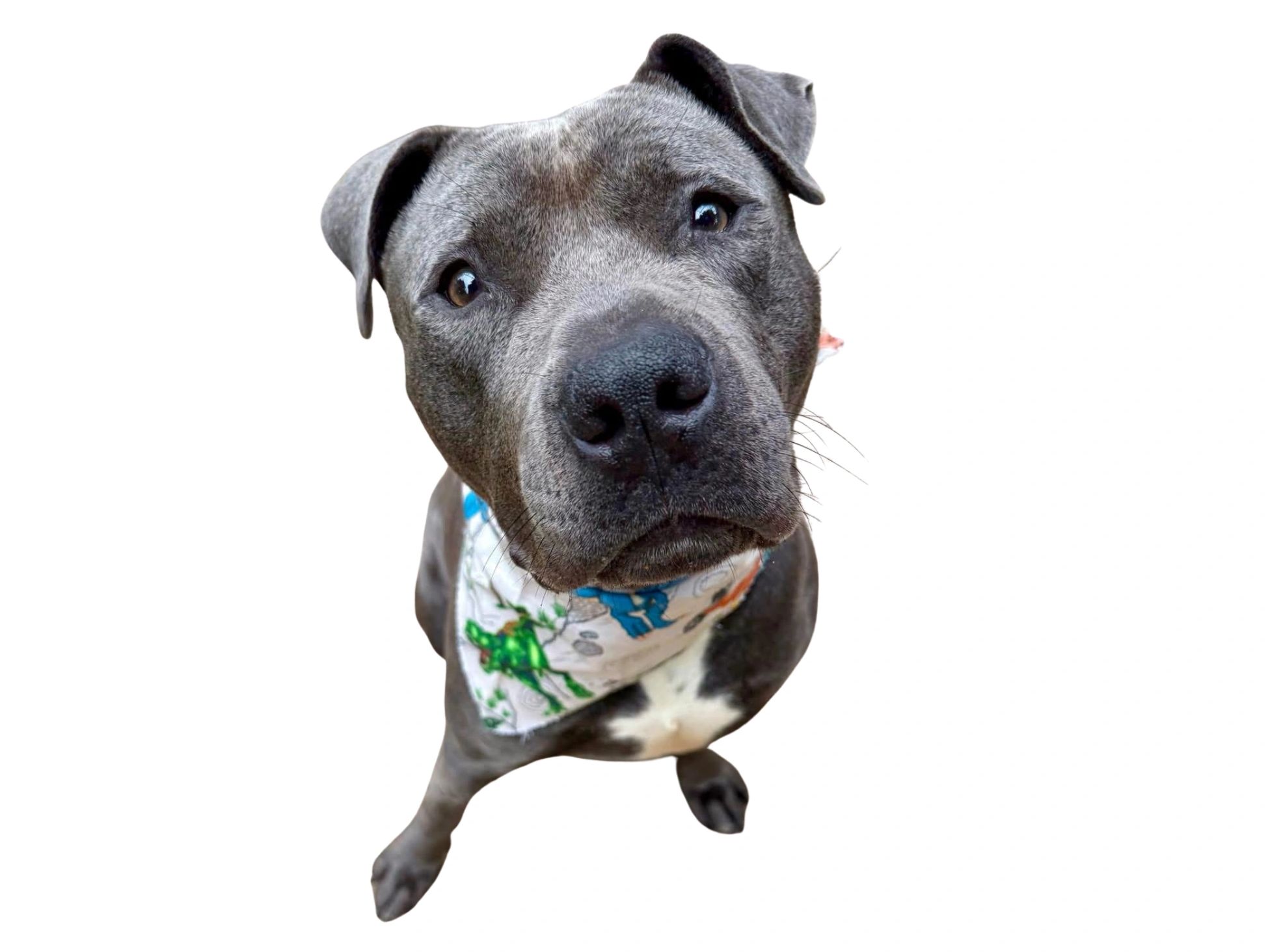 Curious pit bull with a colorful bandana looks up with wide eyes.