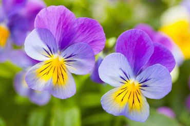 pansies grow kit