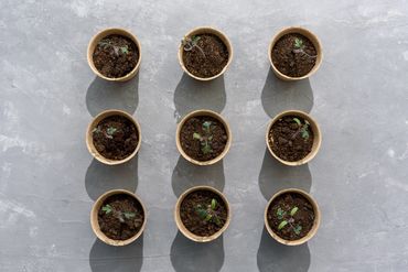 seedling sprouts
