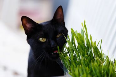 cat grass plant
