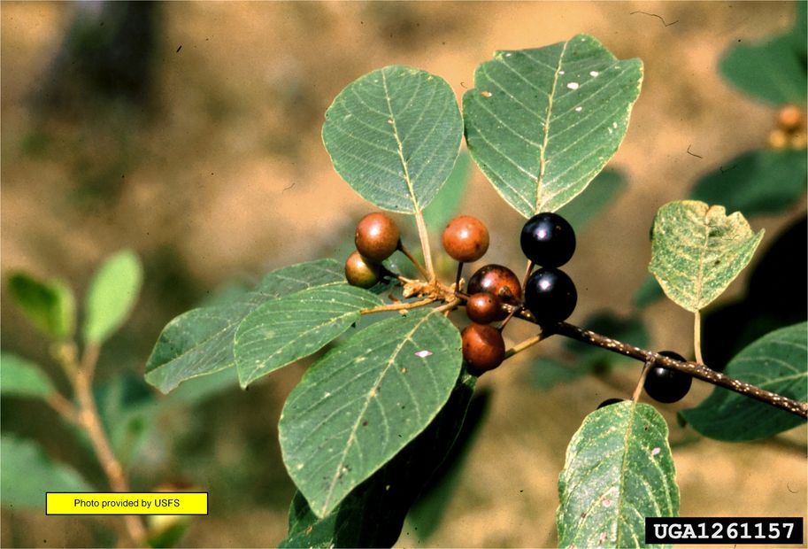 Buckthorn Berries
Berries on Glossy Buckthorn