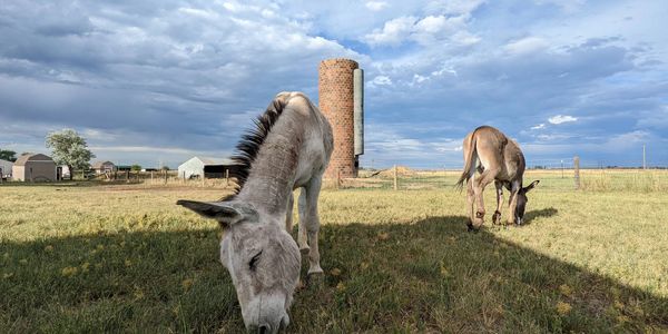 two donkeys grazing with silo in background