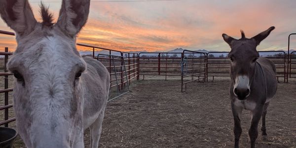 two donkeys at sunset in colorado