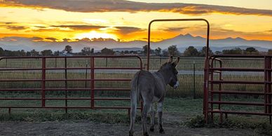 donkey standing at gate sunset