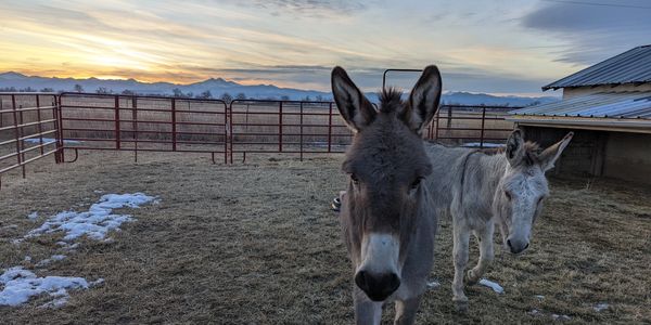 two donkeys at sunset