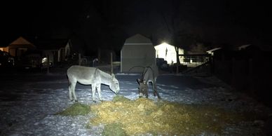 two donkeys with hay and straw in cold winter temps