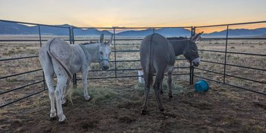 two donkeys eating hay at sunrise