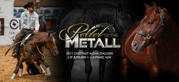 Equine Marketing Agency