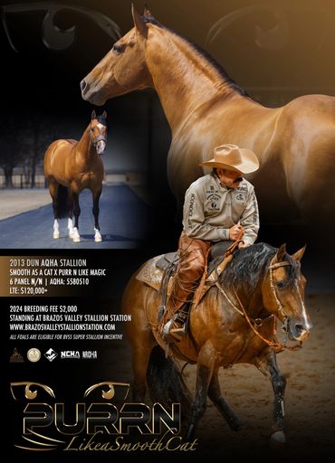 Stallion Promotional Advertisment