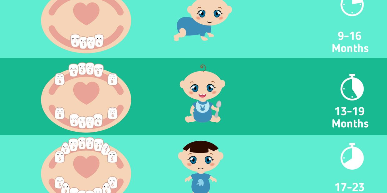Teething Chart from Birth to 33 months.