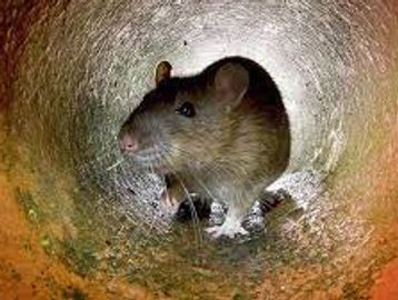 Rodent removal near me ?