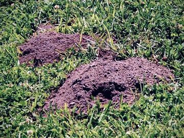 Gopher removal near me ?