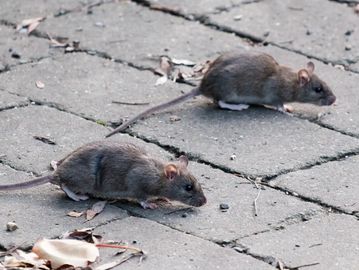 Roof Rats near me ?