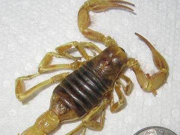 Scorpion Control near me ?