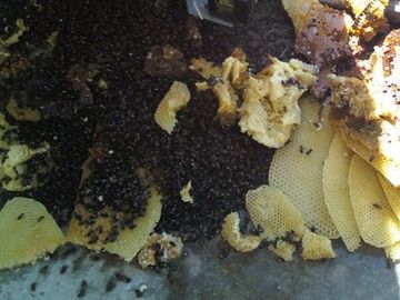Bee Removal near me ?