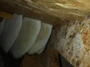 Bee Removal from my home