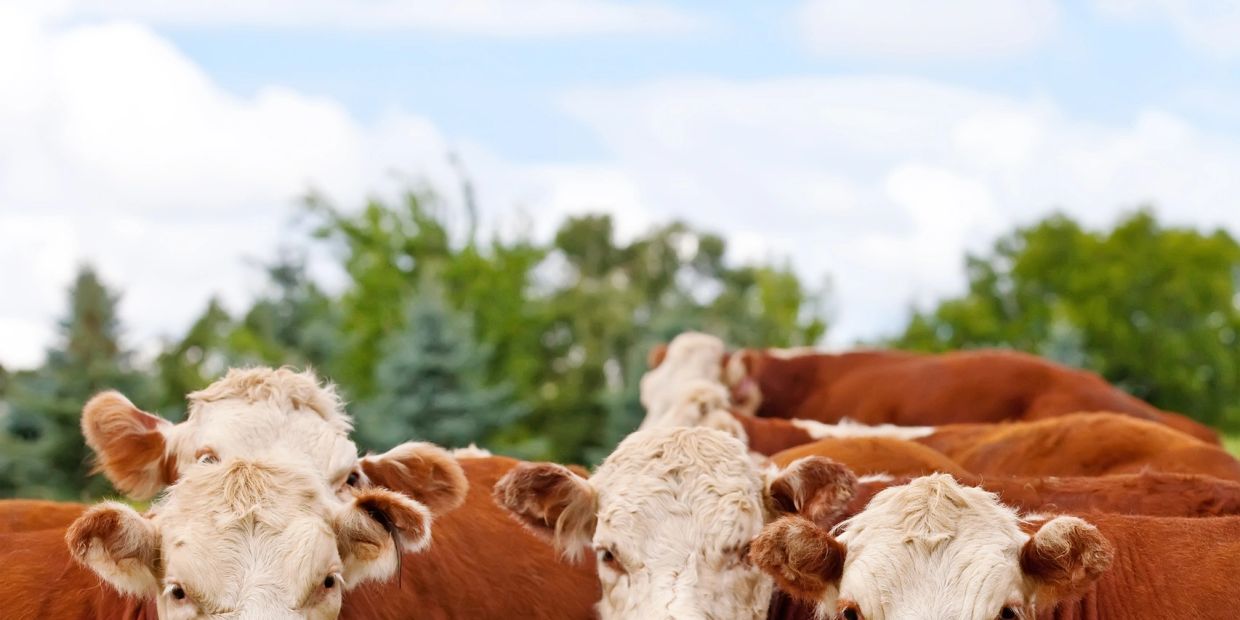 Happy Cows!