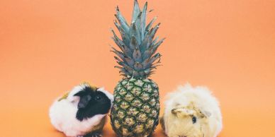 Two guinea pigs beside a pineapple on an orange background.