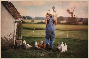 chicken farming country business photography Kingston Napanee belleville professional