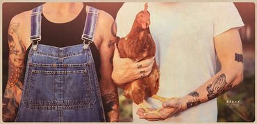 farming chicken eggs business photography Napanee Kingston belleville professional farmers