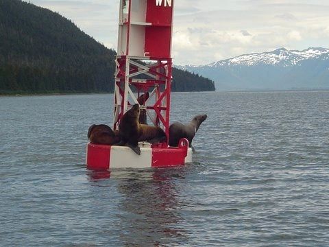 Sea lions resting on a buoy