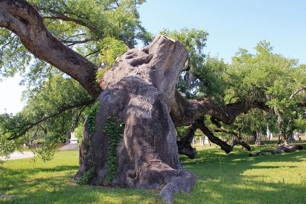 A large, ancient tree with a thick trunk and sprawling branches in a park.
