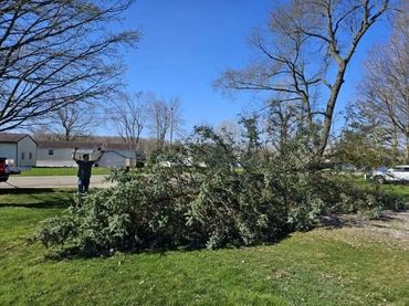 Removed this massive tree