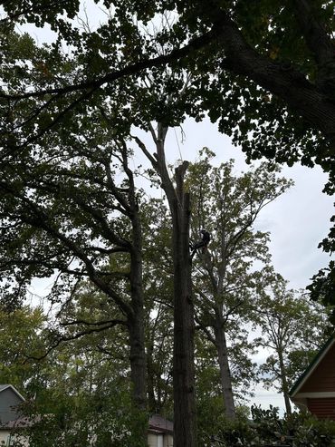 Rigging a tree for the perfect drop