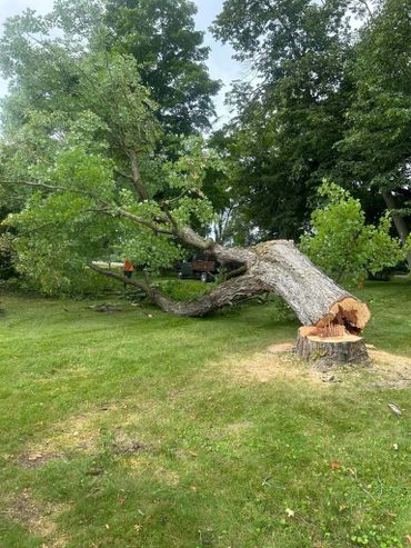 Removing a huge storm damaged tree