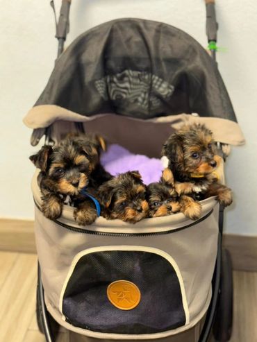 Yorkies for Sale