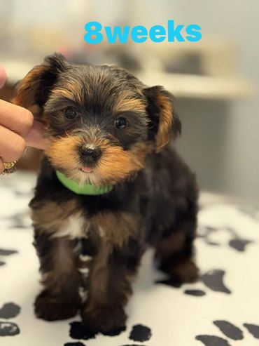 Yorkie puppy