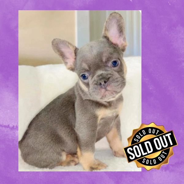 frenchie puppy for sale