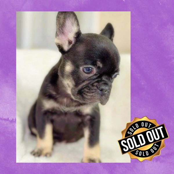 frenchie puppy at perfect little paws