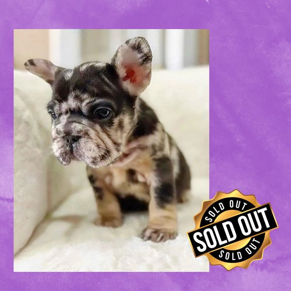 fluffy french bulldog available