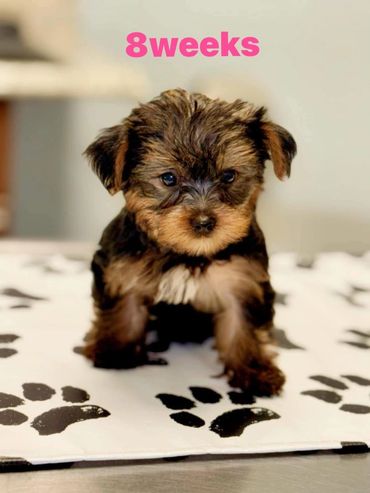Yorkie Puppy