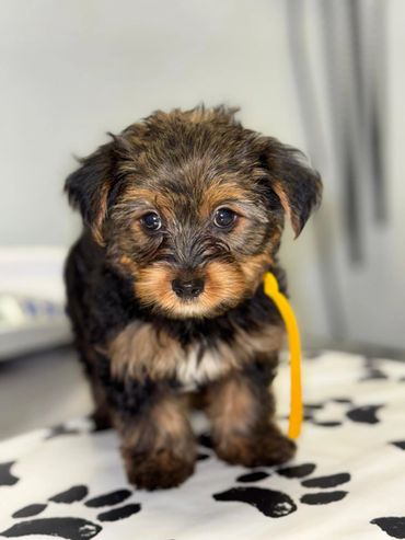 Yorkie puppy