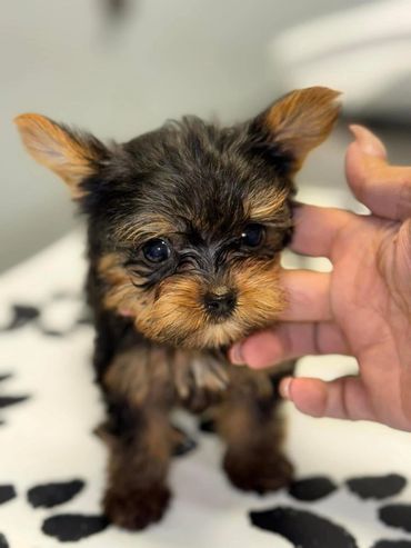 Yorkie puppy in florida